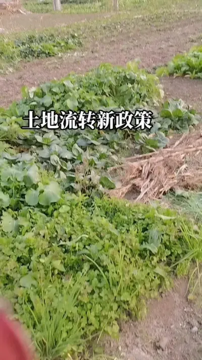 #土地流转新政策#土地流转#土地征收 #土地承包 #老百姓关心的话题
