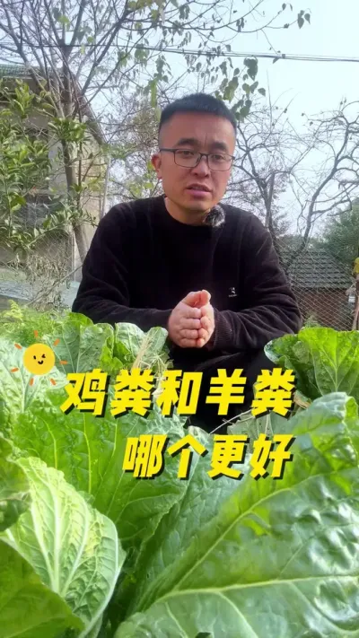 鸡粪和羊粪哪个更好？鸡粪羊粪有什么区别？#关注我一起学种菜 #我的小菜园 #种植小技巧 #自己种的纯天然的绿色蔬菜 #我爱种菜