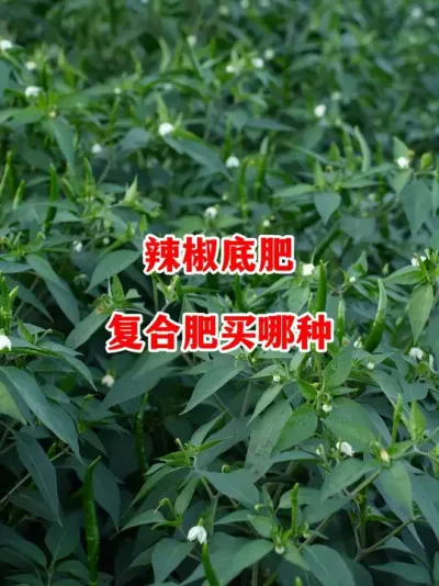 辣椒底肥复合肥如何选择购买更加合适#辣椒种植 #辣椒 #小米辣 #线椒 #来抖音学农技