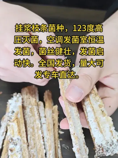 平菇种植，规模化基地专用枝条菌种，高海拔反季节下料，平菇枝条菌种现货、预定均可。#平菇种植 #平菇菌种 #食用菌栽培种 #栽培种