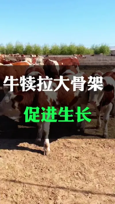 牛犊拉大骨架，促进生长#养殖户 #肉牛养殖 #全国养牛人 #科学喂养