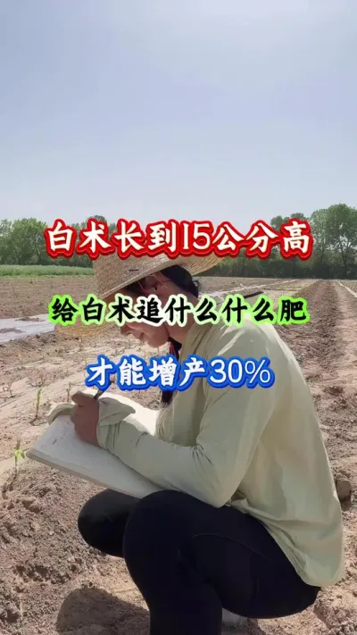 白术种植 白术出苗后追什么肥 #白术种植 #白术管理 #白术高产