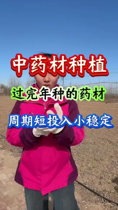 药材种植 中药材种植过完种药材周期短投入小稳定 #药材高产 #膨大增产 #药材种植