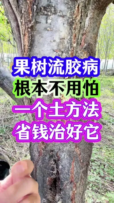 #流胶病 #果树流胶 #流胶病怎么治 #抖音助农 #分享农业知识帮农民增产增收