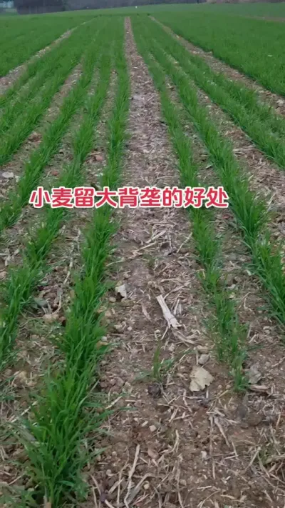 小麦留大背垄到底是减产还是增产#心系三农服务三农 #农业种植 #小麦 #农业人 #抖音助农扶农