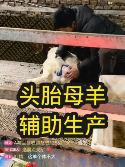 头胎母羊人工助产#怀孕母羊 #农村养羊 #养羊技术分享 #养羊创业 #养羊人