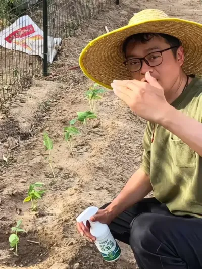 移栽7天的辣椒和各种瓜苗，就要给它做病虫害防治了，每半个月喷一次，接下来你的瓜果蔬菜很难再见到害虫了#辣椒种植 #病虫害防治 #种植小技巧 #阳台种植 #百虫清