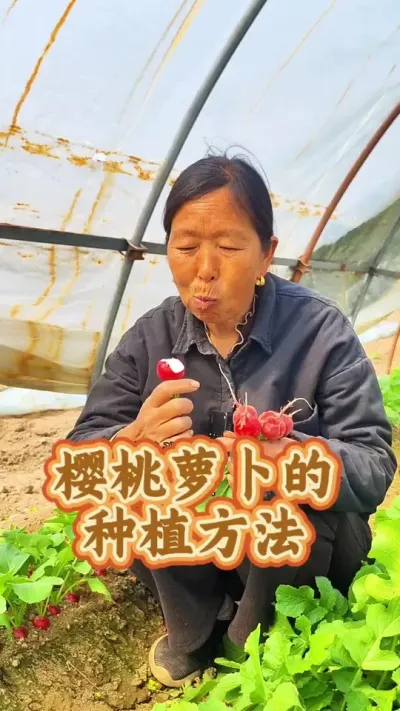 樱桃萝卜种植方法 樱桃萝卜种植方法#樱桃小萝卜种子 #萝卜种植 #蔬菜种子 #生菜杨姐 @DOU+小助手