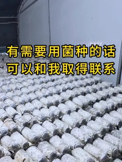 平菇棉壳颗粒菌种，科学配比，确保质量，全国发货。#平菇种植 
 #平菇菌种 #食用菌栽培种 #栽培种