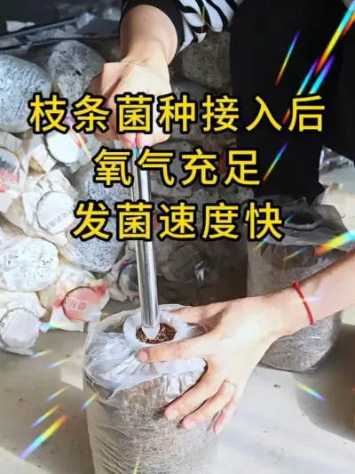 平菇种植，这样接种发菌速度快，赶时间发菌的朋友可以试试这个神器#平菇种植 #打孔器 #菌种打孔器