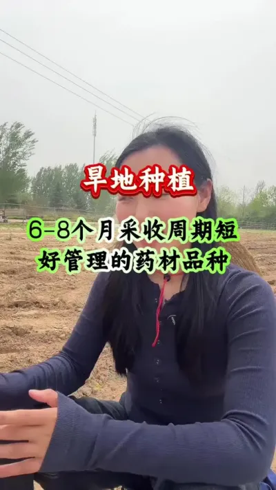 药材种植 旱地种植6-8个月采收周期短 #药材种植 #药材管理 #药材高产
