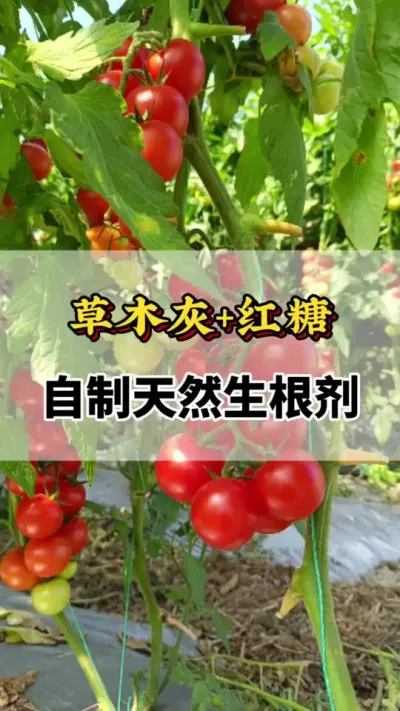 番茄种植草木灰加白糖，自制生根剂#生根剂的配方 #番茄种植方法及管理技术 #西红柿种植技术与管理法 #西红柿打头的正确方法 #番茄种植技术