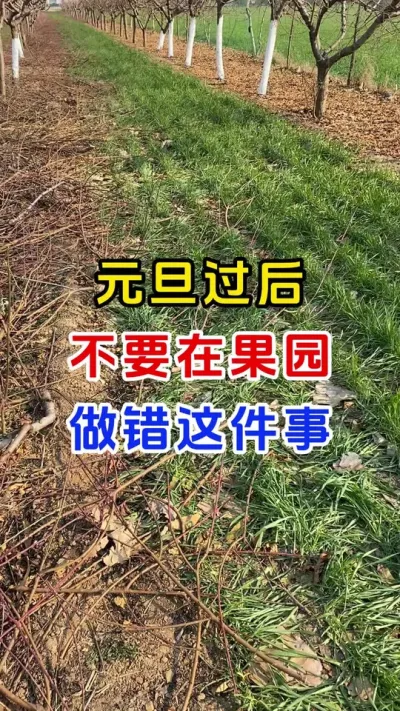 元旦过后不要在果园做错这件事#果树种植#果树清园#清园剂#病虫害防治#果园管理