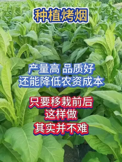 烤烟移栽前后，这样可以大大降低农资成本，还能品质好产量高 #烤烟种植技术与管理 #烤烟 #烤烟种植 #烟草种植 #农业种植
