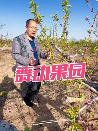 舞动果园 提醒果农该抹芽了。长久在地里劳作，此动作可以活动腰部，因为经过调查发现很多果农腰间盘突出。#果树管理 #舞动青春活力