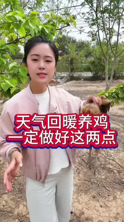 天气回暖养鸡人一定要注意这两点 #养鸡 #鸡病防治 #鸡鸭鹅养殖 #服务三农支持三农 #散养鸡