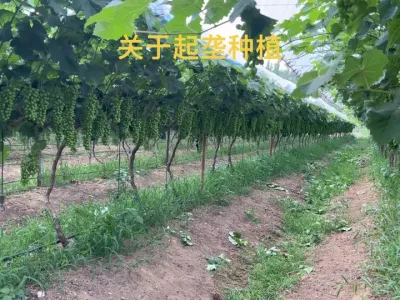 葡萄种植当中为什么建议起垄栽培？#葡萄种植 #阳光玫瑰葡萄 #果园管理 #农业种植 #三农