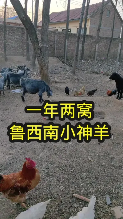 鲁西南特色青山羊#养羊 #养羊人 #青山羊