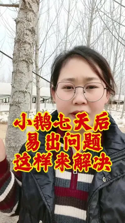 小鹅七天后易出问题，这样来解决#养鹅 #养鹅人 #养鹅技术分享 #肉鹅 #养鹅人加油