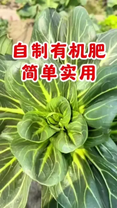 自制有机肥。简单又实用 #堆肥 #em堆肥菌 #有机肥 #自制堆肥 #我的小菜园