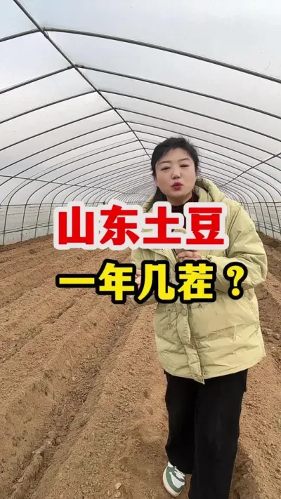 土豆一年种几茬合适呢#土豆高产种植 #土豆 @抖音小助手
