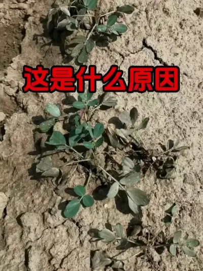 花生到底怎样种高产 #花生种植 #花生高产种植 #花生病虫害防治 #花生拌种剂