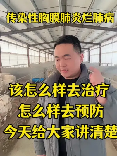 羊群出现胸膜肺炎该如何去治疗和预防 #畜牧养殖  #三农养殖   #我是农村养羊人  #养羊经验分享