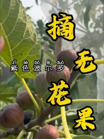 无花果成熟，鸟爷先知。犄角旮旯的地方，我都没注意又被吃了一个。防不胜防，不胜烦恼！#记录我的种植生活 #盆栽果树 #无花果生长过程 #无花果 #紫色波尔多