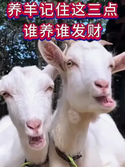 养羊记住这三点谁养谁发财 #养羊 #养殖知识 #养羊人 #新手养羊