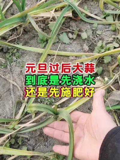 元旦过后，大蒜是先浇水还是先施肥 #农业种植 #大蒜高产 #大蒜种植 #今日三农爆款
