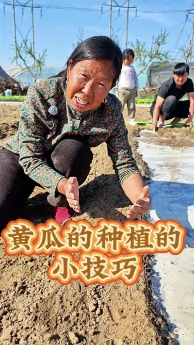 黄瓜的种植小技巧 黄瓜的种植小技巧#黄瓜种植 #种植小技巧 #蔬菜种植 #生菜杨姐 #三农种植 @DOU+小助手