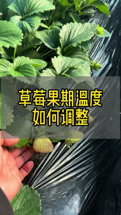 草莓果期温度管理#新农人计划2024 #抖音助农 #草莓种植 #dou来一起种草莓