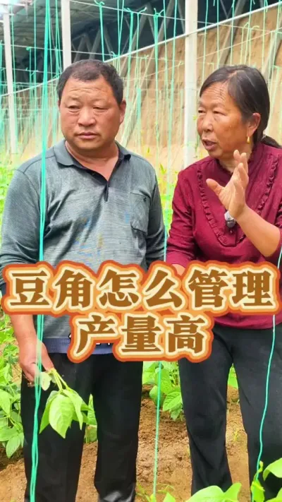 豆角怎么管理产量高 豆角怎么管理#豆角种植 #豆角管理 #生菜杨姐 #助农扶农