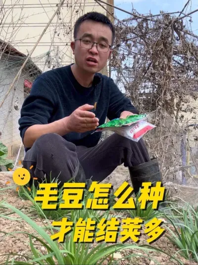 毛豆怎么种植才能结荚多？又饱满？#种植小技巧 #楼顶种菜 #每天分享蔬菜种植技巧 #关注我一起学种菜 #田间地头就是我的舞台