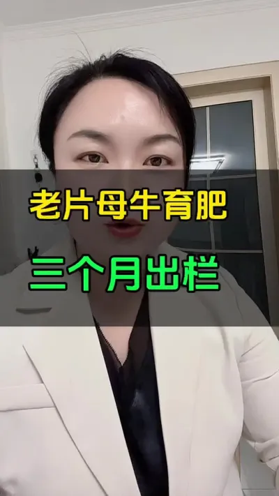 老片母牛，如何强度育肥#全国养牛人 #养殖户 #肉牛养殖 #西门塔尔繁殖母牛