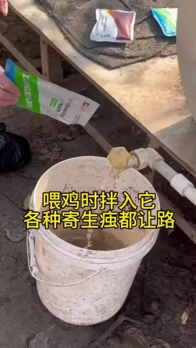 喂鸡时加上它，各种寄生虫都让路#服务三农支持三农 #鸡鸭鹅养殖 #科学养鸡 #养鸡人 #鸡病防治
