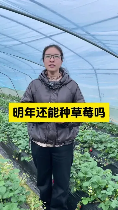 草莓未来可期，继续加油！#启明大师姐 #农业种植 #农业技术推广 #病虫害防治 #草莓种植管理技术和方法