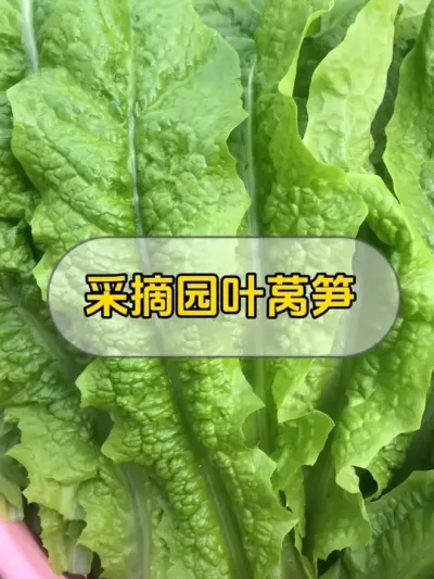 楼顶盆栽青菜，每天都可以摘到自己种的菜，感觉好开心！#记录我的种植生活 #我的小菜园 #自己种的纯天然的绿色蔬菜 #楼顶菜园 #蔬菜🥬