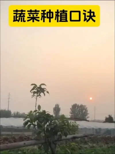 蔬菜种植口诀#农业种植 #三农#农业技术