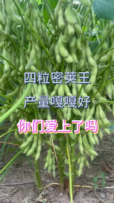 最新国审大豆，亩产700斤，结荚密，蛋白高 #服务三农支持三农 #抖音助农 #产量特别高 #种子 #优质农产品