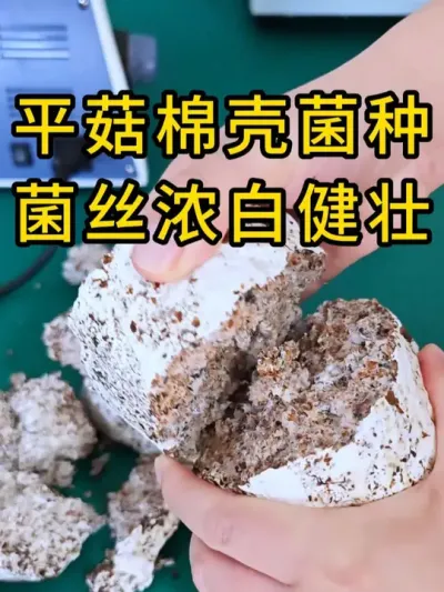 平菇棉壳菌种，菌丝浓白健壮，需要菌种的老板可以小黄车直接下单。#平菇种植 #平菇菌种 #食用菌栽培种 #栽培种
