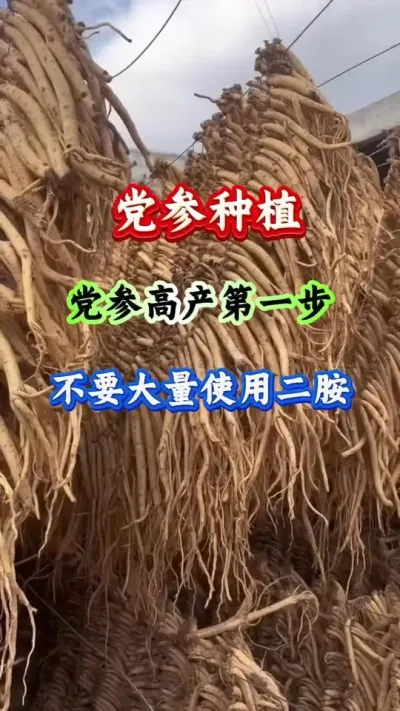 党参种植 党参高产第一步不要大量使用二胺 #党参种植 #党参管理 #党参高产 #药材种植
