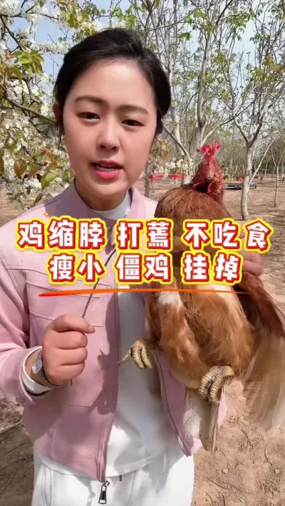 鸡这样的问题大家遇到过么 #鸡鸭鹅养殖 #鸡病防治 #服务三农支持三农 #科学养鸡 #抖音养鸡人