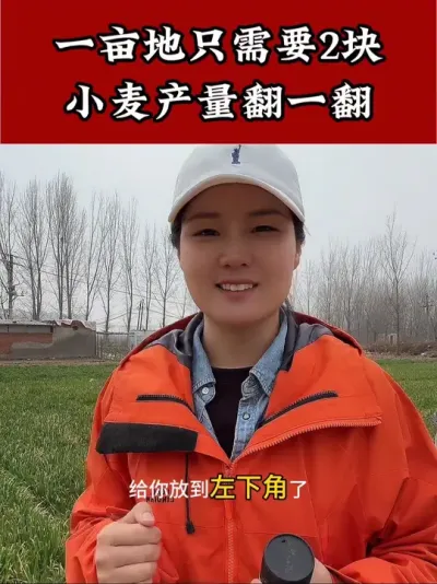 #小麦高产技术 #小麦种植管理技术 #小麦种植 #服务三农支持三农 #心系三农服务三农
