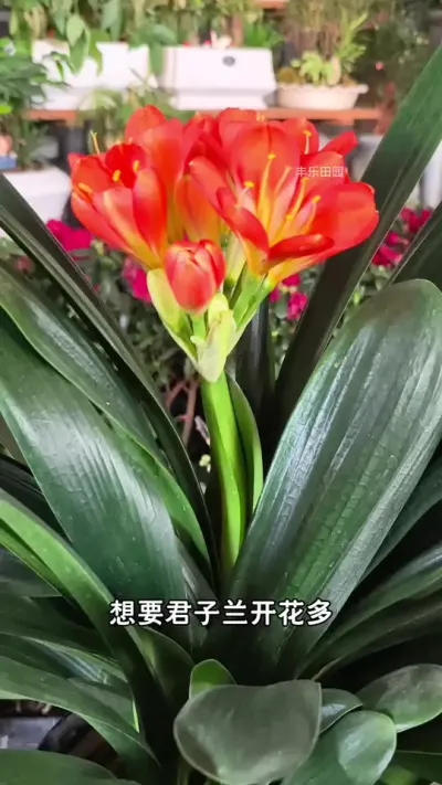 君子兰开花多，花剑爆满的秘密，就是用了这个 #骨粉 #花肥 #君子兰 #君子兰开花 #新年