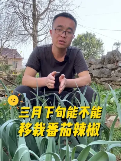 三月下旬能不能移栽番茄、辣椒、茄子、黄瓜这些茄果类蔬菜？#种植小技巧 #关注我一起学种菜 #我爱种菜 #在家种菜 #自己种的纯天然的绿色蔬菜