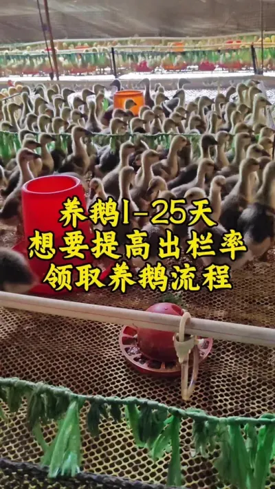 #养鹅技术分享 #肉鹅 #养鹅人 #鹅 #禽病技术指导