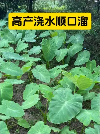 高产浇水小技巧#种植小技巧 #农业种植 #三农