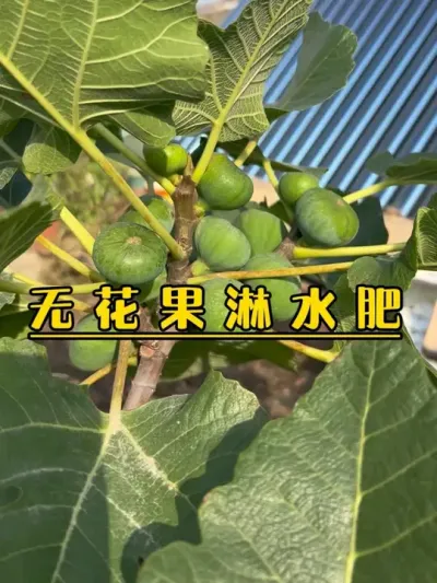 雨后给无花果淋一些自制鱼蛋白水肥，恢复一下根系活力，顺便促进果实的转色和成熟。#记录我的种植生活 #盆栽果树 #盆栽无花果 #紫色波尔多无花果 #格莱斯无花果