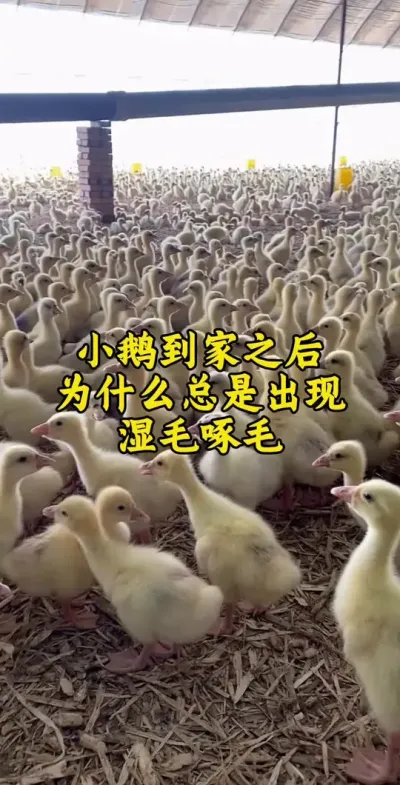 #肉鹅 #养鹅技术分享 #养鹅人 #禽病技术指导 #鹅
